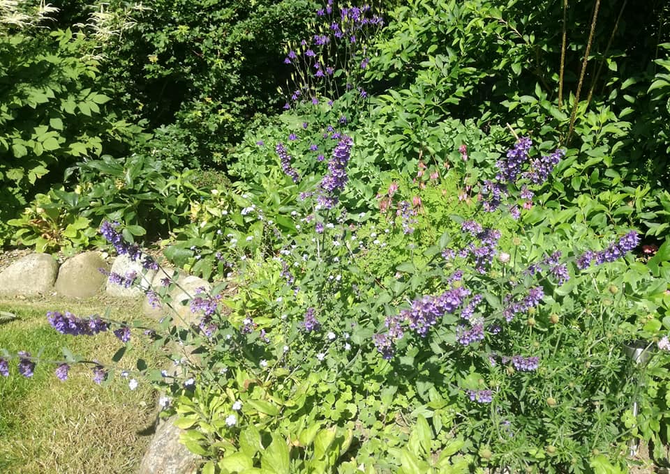 Alm. Blåkant (Nepeta faassenii ”Walker´s low”)